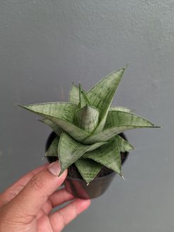 Sansevieria Agata, real gallery image #8 plants. Picture taken directly from kaktus.id community Sansevieria farmer green houses.