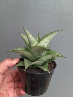 Sansevieria Agata, real gallery image #9 plants. Picture taken directly from kaktus.id community Sansevieria farmer green houses.