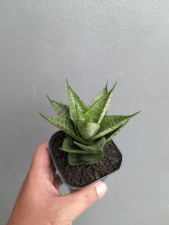 Sansevieria Santanu, real gallery image #2 plants. Picture taken directly from kaktus.id community Sansevieria farmer green houses.