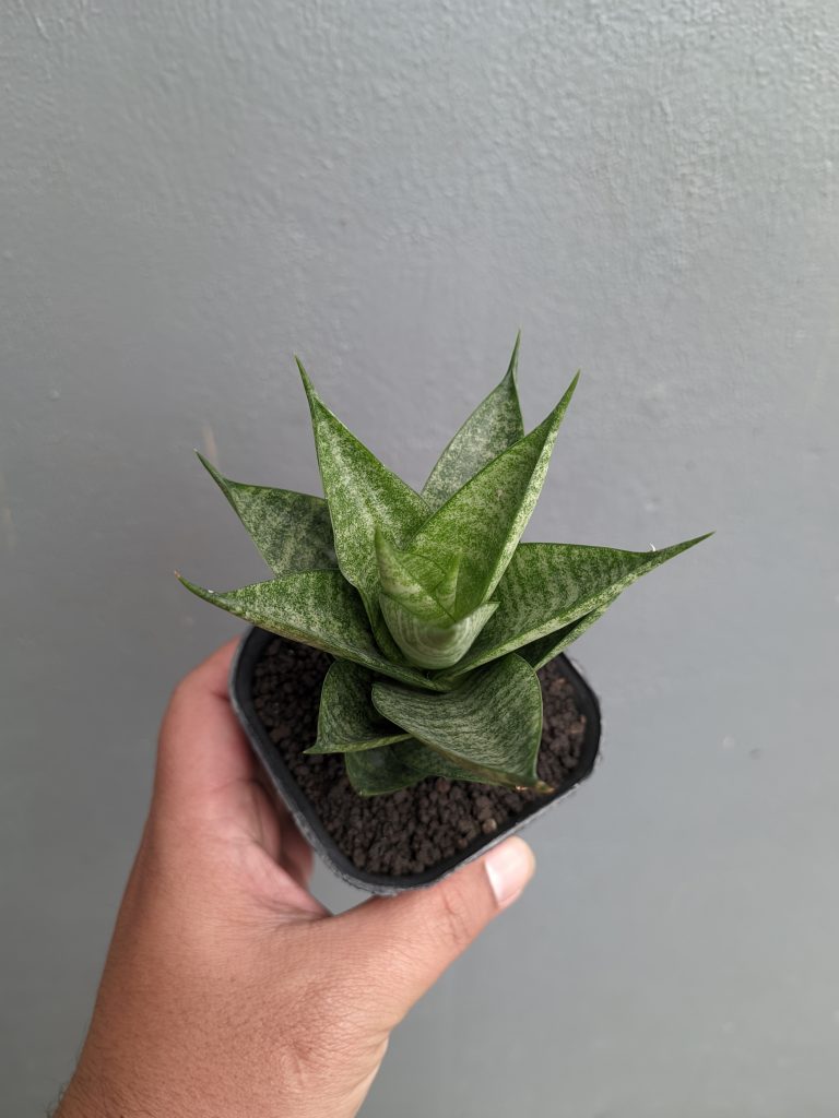 kaktus.id