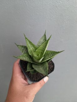 Sansevieria Santanu, real gallery image #4 plants. Picture taken directly from kaktus.id community Sansevieria farmer green houses.