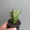 Sansevieria Santanu, real feature image plant. Picture taken directly from kaktus.id community Sansevieria farmer green houses.