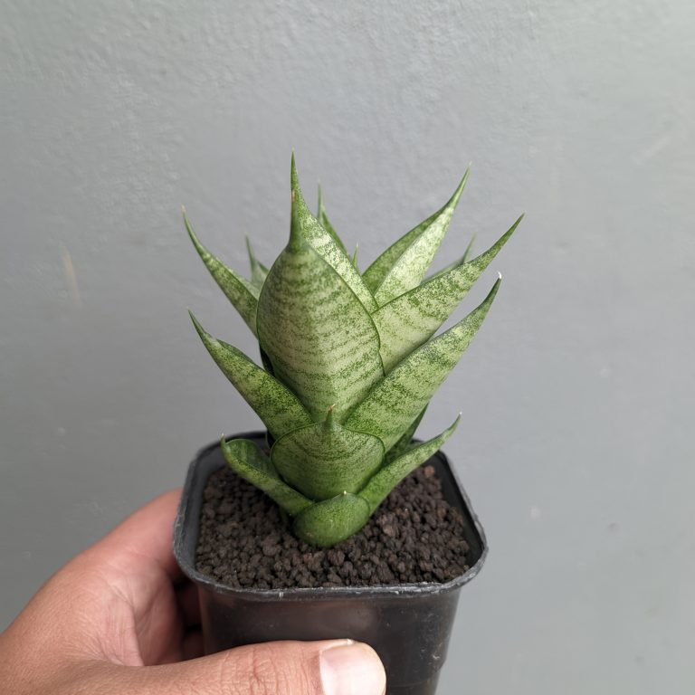1306. Sansevieria Santanu