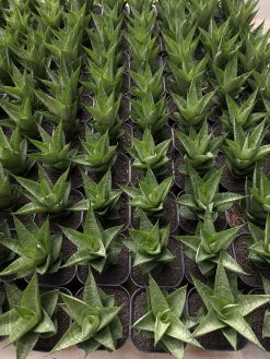 Sansevieria Santanu, real gallery image #1 plants. Picture taken directly from kaktus.id community Sansevieria farmer green houses.
