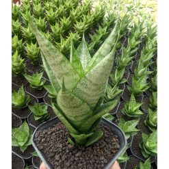 1306. Sansevieria Santanu