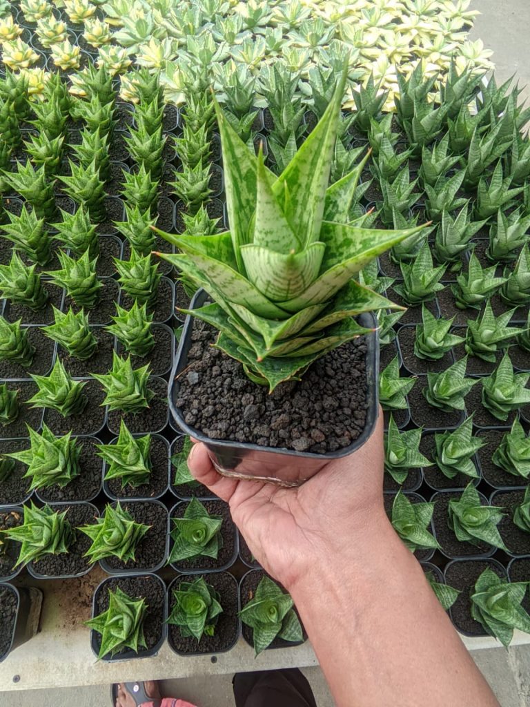 kaktus.id