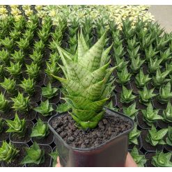 1307. Sansevieria Win Win