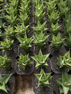 Sansevieria Win Win, real gallery image #1 plants. Picture taken directly from kaktus.id community Sansevieria farmer green houses.
