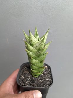 Sansevieria Win Win, real gallery image #2 plants. Picture taken directly from kaktus.id community Sansevieria farmer green houses.