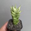 Sansevieria Win Win, real feature image plant. Picture taken directly from kaktus.id community Sansevieria farmer green houses.