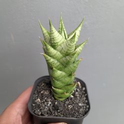 Sansevieria Win Win, real feature image plant. Picture taken directly from kaktus.id community Sansevieria farmer green houses.