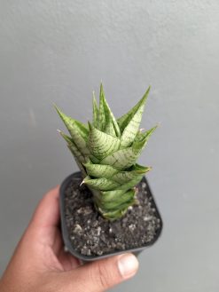 Sansevieria Win Win, real gallery image #3 plants. Picture taken directly from kaktus.id community Sansevieria farmer green houses.