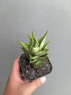 Sansevieria Win Win, real gallery image #4 plants. Picture taken directly from kaktus.id community Sansevieria farmer green houses.