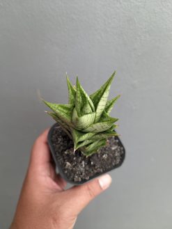 Sansevieria Win Win, real gallery image #5 plants. Picture taken directly from kaktus.id community Sansevieria farmer green houses.