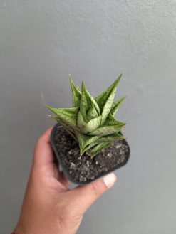 Sansevieria Win Win, real gallery image #6 plants. Picture taken directly from kaktus.id community Sansevieria farmer green houses.