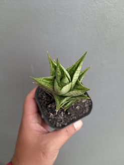 Sansevieria Win Win, real gallery image #7 plants. Picture taken directly from kaktus.id community Sansevieria farmer green houses.