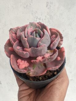 Echeveria Beyonce Variegated, real gallery image #7 plants. Picture taken directly from kaktus.id community Echeveria farmer green houses.