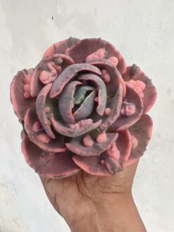 Echeveria Beyonce Variegated, real gallery image #11 plants. Picture taken directly from kaktus.id community Echeveria farmer green houses.