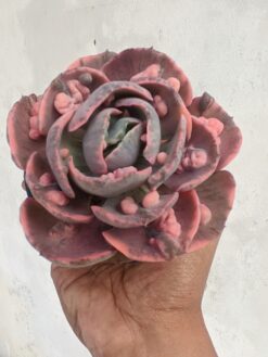 Echeveria Beyonce Variegated, real gallery image #5 plants. Picture taken directly from kaktus.id community Echeveria farmer green houses.