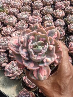 Echeveria Beyonce Variegated, real gallery image #1 plants. Picture taken directly from kaktus.id community Echeveria farmer green houses.