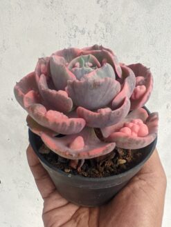Echeveria Beyonce Variegated, real gallery image #3 plants. Picture taken directly from kaktus.id community Echeveria farmer green houses.