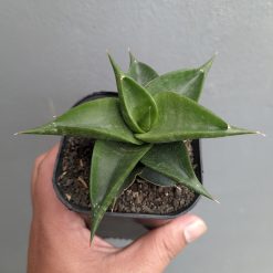Sansevieria Bimara, real gallery image #3 plants. Picture taken directly from kaktus.id community Sansevieria farmer green houses.