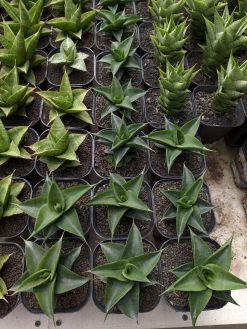 Sansevieria Bimara, real gallery image #1 plants. Picture taken directly from kaktus.id community Sansevieria farmer green houses.