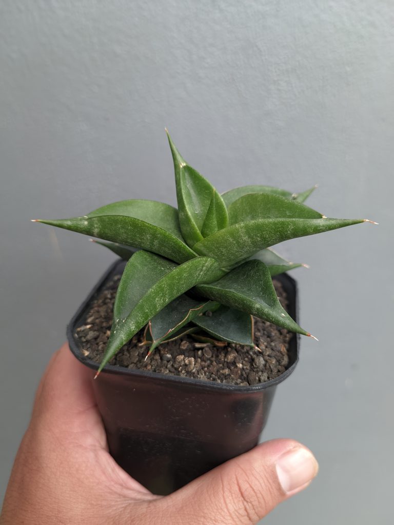 kaktus.id