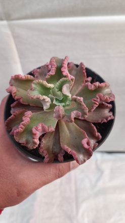 Echeveria Octopus Size 10 Cm, real gallery image #2 plants. Picture taken directly from kaktus.id community Echeveria farmer green houses.