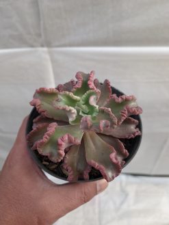Echeveria Octopus Size 10 Cm, real gallery image #3 plants. Picture taken directly from kaktus.id community Echeveria farmer green houses.