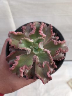 Echeveria Octopus Size 10 Cm, real gallery image #4 plants. Picture taken directly from kaktus.id community Echeveria farmer green houses.