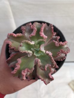 Echeveria Octopus Size 10 Cm, real gallery image #6 plants. Picture taken directly from kaktus.id community Echeveria farmer green houses.