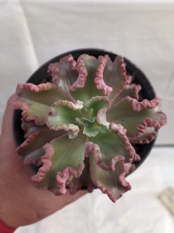 Echeveria Octopus Size 10 Cm, real gallery image #1 plants. Picture taken directly from kaktus.id community Echeveria farmer green houses.