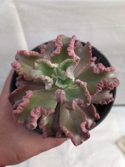 Echeveria Octopus Size 10 Cm, real gallery image #8 plants. Picture taken directly from kaktus.id community Echeveria farmer green houses.