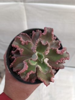 Echeveria Octopus Size 10 Cm, real gallery image #7 plants. Picture taken directly from kaktus.id community Echeveria farmer green houses.