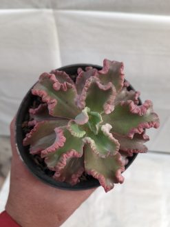 Echeveria Octopus Size 10 Cm, real gallery image #5 plants. Picture taken directly from kaktus.id community Echeveria farmer green houses.