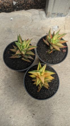 Haworthia Glabarata Variegated, real gallery image #2 plants. Picture taken directly from kaktus.id community Haworthia farmer green houses.