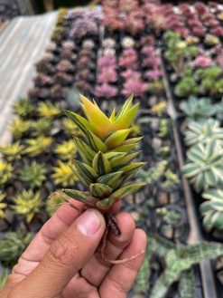 Haworthia Glabarata Variegated, real gallery image #7 plants. Picture taken directly from kaktus.id community Haworthia farmer green houses.