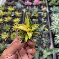 Haworthia Glabarata Variegated, real feature image plant. Picture taken directly from kaktus.id community Haworthia farmer green houses.