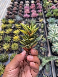 Haworthia Glabarata Variegated, real gallery image #4 plants. Picture taken directly from kaktus.id community Haworthia farmer green houses.