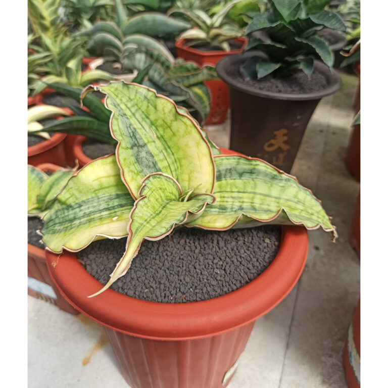 1308. Sansevieria Silver Blue Variegated Size 20 Cm