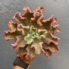 Echeveria Octopus Size 12 Cm