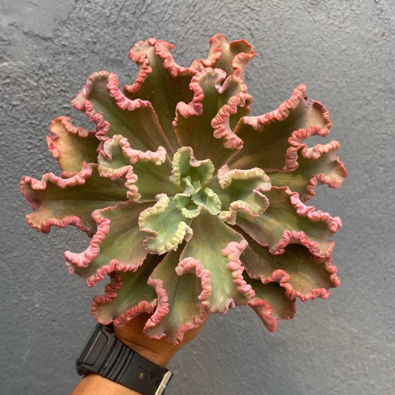 976. Echeveria Octopus Size 12 Cm