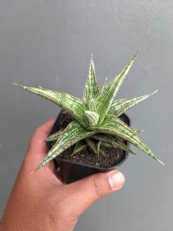 Sansevieria Lawang, real gallery image #2 plants. Picture taken directly from kaktus.id community Sansevieria farmer green houses.