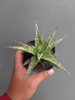 Sansevieria Lawang, real gallery image #3 plants. Picture taken directly from kaktus.id community Sansevieria farmer green houses.