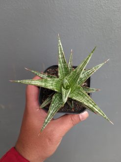 Sansevieria Lawang, real gallery image #4 plants. Picture taken directly from kaktus.id community Sansevieria farmer green houses.