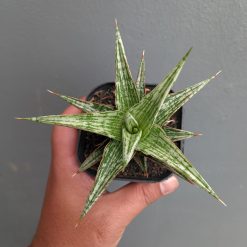 Sansevieria Lawang, real gallery image #5 plants. Picture taken directly from kaktus.id community Sansevieria farmer green houses.