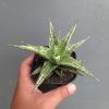 Sansevieria Lawang, real feature image plant. Picture taken directly from kaktus.id community Sansevieria farmer green houses.
