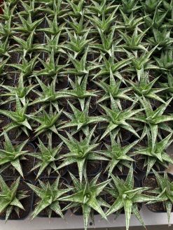 Sansevieria Lawang, real gallery image #1 plants. Picture taken directly from kaktus.id community Sansevieria farmer green houses.