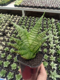 Sansevieria Shinobi, real gallery image #2 plants. Picture taken directly from kaktus.id community Sansevieria farmer green houses.